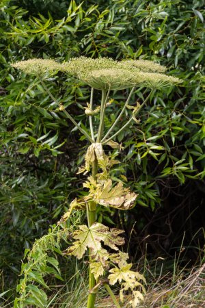 Foto de Heracleum sosnovskyi gran planta venenosa floreciendo. Planta medicinal Common Hogweed Heracleum sphondylium. - Imagen libre de derechos