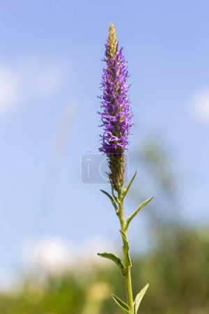 Photo for Spiked speedwell Blue Dwarf - Latin name - Veronica spicata Ulster Blue Dwarf. - Royalty Free Image
