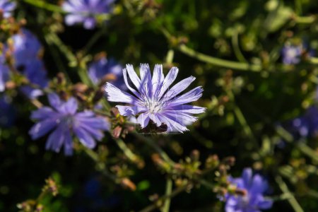 Blaue Chicorée-Blüten, aus nächster Nähe. Veilchen-Cichorium intybus-Blüten, die als Matrosen, Chicorée, Kaffeekraut oder Sukzessive bezeichnet werden, sind eine etwas holzige, krautige Staude aus der Familie der Löwenzahngewächse Asteraceae..