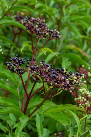 Photo for Sambucus ebulus is a poisonous perennial herb. It can also be used as a medicinal plant. - Royalty Free Image