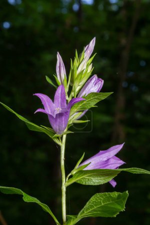 Photo for Close-up of flowering nettle-leaved bellflower on dark blurry natural background. Campanula trachelium. Beautiful detail of hairy violet bell shaped flowers on stem with green leaves. Selective focus. - Royalty Free Image
