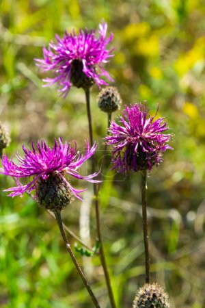 Photo for Cornflower Centaurea scabiosa blooms among wild grasses in summer. - Royalty Free Image