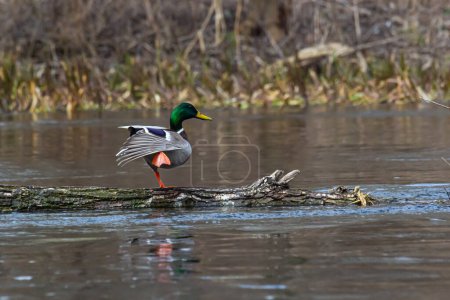 Photo for Mallard duck swimming on a pond picture with reflection in water. One mallard duck quacking on a lake. - Royalty Free Image