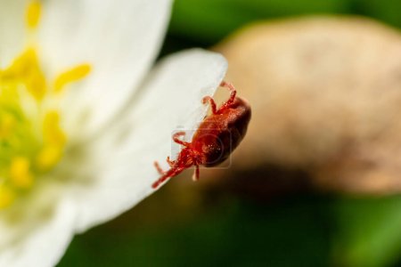 Téléchargez les photos : Fermer macro Tétranyque rouge ou Trombidiidae en milieu naturel sur une fleur d'anémone blanche. - en image libre de droit