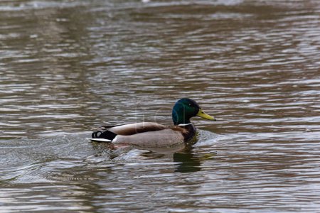 Photo for Mallard duck swimming on a pond picture with reflection in water. One mallard duck quacking on a lake. - Royalty Free Image