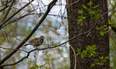 Photo for A song thrush perched happily upon a tree branch as it observes the park, Turdus philomelos. - Royalty Free Image