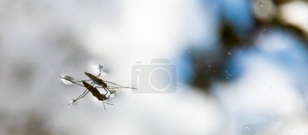 Photo for Insect Gerris lacustris, known as common pond skater or common water strider is a species of water strider, found in Europe have ability to move quickly on the water surface and have hydrophobic legs. - Royalty Free Image