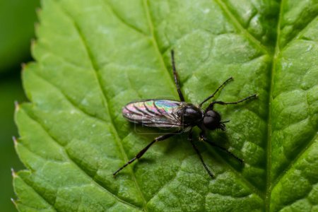 Foto de Aquilegia sawfly llamado también columbine sawfly Pristiphora rufipes. Plaga común de grosellas y grosellas en jardines y plantaciones cultivadas. - Imagen libre de derechos