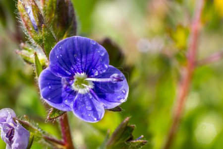 Closeup on the brlliant blue flowers of germander speedwell, Veronica chamaedrys growing in spring in a meadow, sunny day, natural environment.