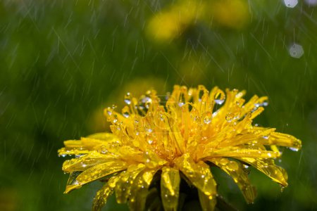 Foto de Yellow daisies bloom after the rain and the pollen grains are covered with water droplets. - Imagen libre de derechos
