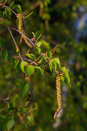 Photo for Close up view of flowering yellow catkins on a river birch tree betula nigra in spring, with blue sky background. - Royalty Free Image