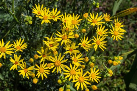 Photo for Yellow flowering plants of Ragwort, Jacobaea vulgaris early morning on sunny day with blue sky in summer season close up. - Royalty Free Image