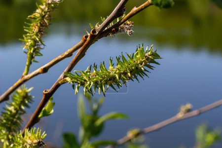 Téléchargez les photos : Fleurs de Salix viminalis dans la journée ensoleillée. Floraison du saule panier au printemps. Osier ou osier commun brillant. Chat femelle en fleurs sur un saule. Concentrez-vous. Papier peint saisonnier pour la conception. - en image libre de droit