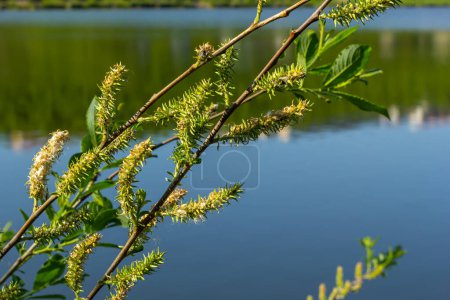 Photo for Flowers of Salix viminalis in sunny day. Blossom of the basket willow in the spring. Bright common osier or osier. Female flowering catkin on a willow. Soft focus. Seasonal wallpaper for design. - Royalty Free Image