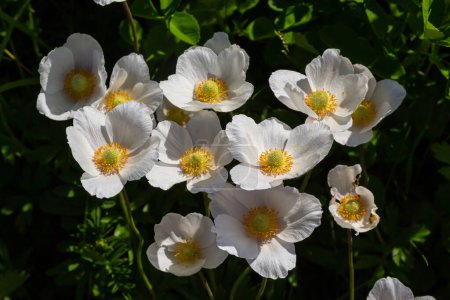 Flores blancas de primavera en césped de hierba verde. Flores de anémona blanca. Anemone sylvestris, snowdrop anemone, windflower.