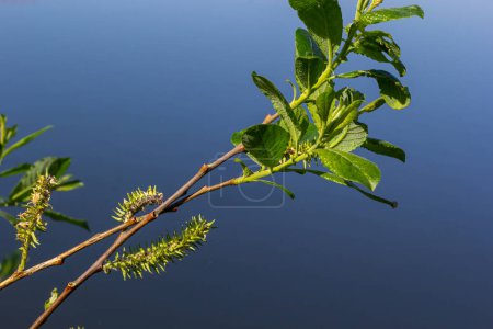 Photo for Flowers of Salix viminalis in sunny day. Blossom of the basket willow in the spring. Bright common osier or osier. Female flowering catkin on a willow. Soft focus. Seasonal wallpaper for design. - Royalty Free Image
