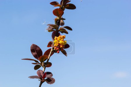 Photo for Berberis thunbergii japanese barberry ornamental flowering shrub, group of beautiful small yellow petal flowers in bloom, purple reddish leaves. - Royalty Free Image