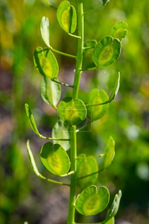 Téléchargez les photos : Pennycresson des champs, Thlaspi arvense est une plante comestible utilisée dans les salades. Leurs graines sont parfois utilisées comme épices, principalement pour la viande. Aujourd'hui, il est presque oublié épice utilisée dans les siècles précédents. - en image libre de droit