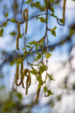 Photo for Close up view of flowering yellow catkins on a river birch tree betula nigra in spring, with blue sky background. - Royalty Free Image