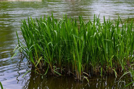 Foto de El agua planta pasto de maíz junto al río. Typha latifolia también se conoce como junco de la flor de caña. - Imagen libre de derechos
