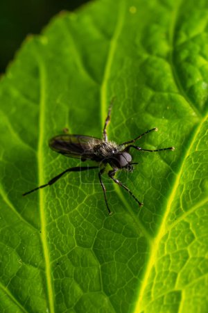 Foto de Aquilegia sawfly llamado también columbine sawfly Pristiphora rufipes. Plaga común de grosellas y grosellas en jardines y plantaciones cultivadas. - Imagen libre de derechos