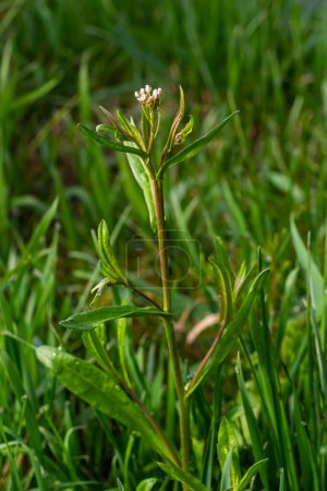 Téléchargez les photos : Capsella bursa-pastoris, connue sous le nom de sac de berger. Mauvaise herbe répandue et commune dans les cultures agricoles et de jardin. Plante médicinale en milieu naturel. - en image libre de droit