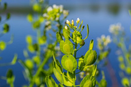 Photo for Field pennycress, Thlaspi arvense is an edible plant used in salads. Their seeds are sometimes used as a spice, mostly for meat. Nowadays it is almost forgotten spice used in previous centuries. - Royalty Free Image