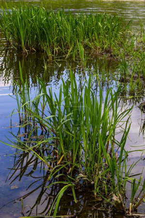 Foto de El agua planta pasto de maíz junto al río. Typha latifolia también se conoce como junco de la flor de caña. - Imagen libre de derechos