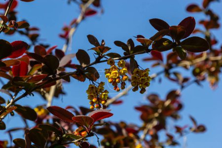 Photo for Berberis thunbergii japanese barberry ornamental flowering shrub, group of beautiful small yellow petal flowers in bloom, purple reddish leaves. - Royalty Free Image