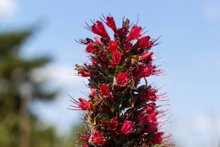 Téléchargez les photos : Fleurs rouges de Bugloss russe, Echium russicum Echium rubrum, Pontechium maculatum fleur dans le champ. - en image libre de droit