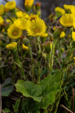 Photo for Coltsfoot or foalfoot medicinal wild herb. Farfara Tussilago plant growing in the field. Young flower used as medication ingredients. Meadow spring blooming grass. Group of beautiful yellow flowers. - Royalty Free Image