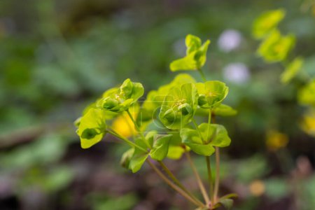 Téléchargez les photos : Gros plan sur les fleurs jaunes de l'euphorbe ésule Euphorbia cyparissias ou euphorbe ésule Euphorbia esula
. - en image libre de droit