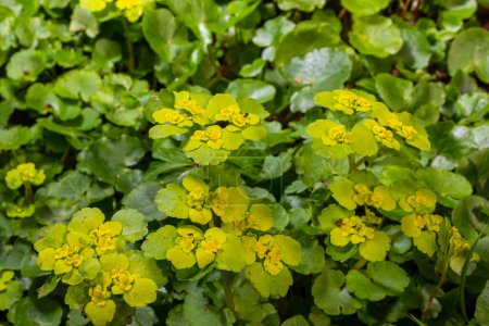 Photo for Blooming Golden Saxifrage Chrysosplenium alternifolium with soft edges. Selective focus. Has healing properties. Yellow spring small flowers. - Royalty Free Image