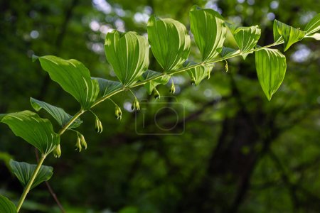 Téléchargez les photos : Polygonatum multiflorum est une espèce d'amphibiens de la famille des Asparagaceae.. - en image libre de droit