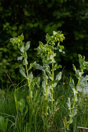 Foto de En primavera, Cerinthe menor crece en la naturaleza, hierba de campo en la hierba. - Imagen libre de derechos