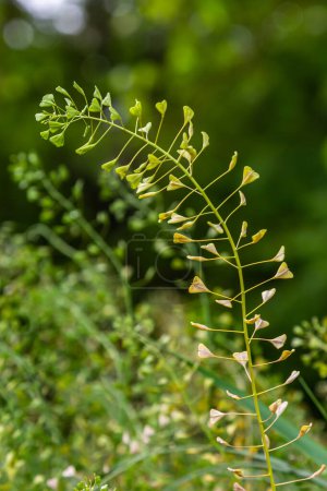 Téléchargez les photos : Capsella bursa-pastoris, connue sous le nom de sac de berger. Mauvaise herbe répandue et commune dans les cultures agricoles et de jardin. Plante médicinale en milieu naturel. - en image libre de droit