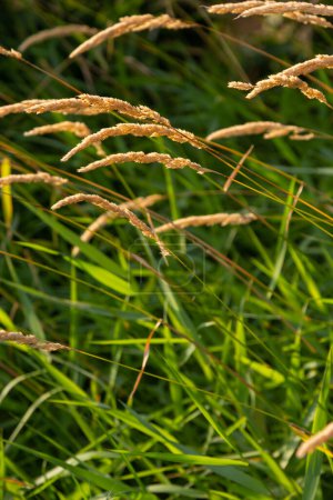 Téléchargez les photos : Anthoxanthum odoratum golden spikelets in a summer field August. - en image libre de droit