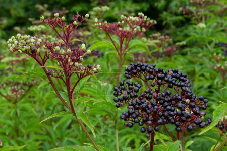 Téléchargez les photos : Sambucus ebulus est une plante vivace toxique. Il peut également être utilisé comme plante médicinale. - en image libre de droit