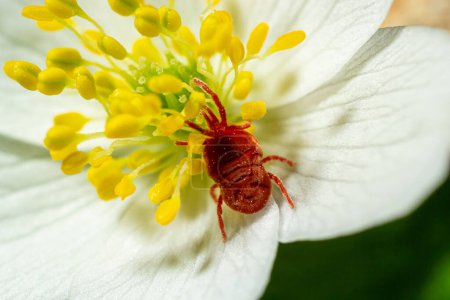 Makro Rote Samtmilbe oder Trombidiidae in natürlicher Umgebung auf einer weißen Anemonenblüte aus nächster Nähe.