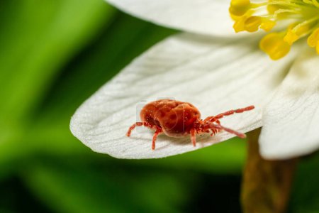 Close up macro Red velvet mite or Trombidiidae in natural environment on a white anemone flower.
