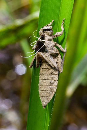 Foto de Cáscara gris libélula larval. Exuvia ninfal de Gomphus vulgatissimus. Los filamentos blancos que cuelgan de la exuvia son forros de traqueas. Exuviae, cubierta exterior seca en la hoja de hierba. - Imagen libre de derechos