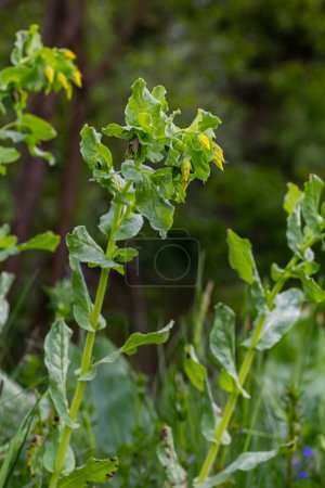 Foto de En primavera, Cerinthe menor crece en la naturaleza, hierba de campo en la hierba. - Imagen libre de derechos