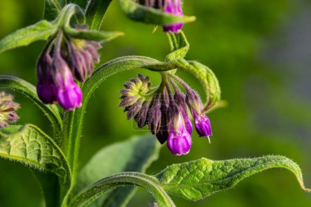 Photo for In the meadow, among wild herbs the comfrey Symphytum officinale is blooming. - Royalty Free Image