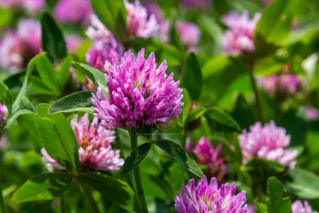Trifolium pratense, Rotklee. Sammeln Sie im Sommer wertvolle Blumen auf der Wiese. Heil- und Honigpflanzen, Futtermittel und in der Volksmedizin medizinisch geformte Wildkräuter.