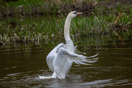 Photo for The mute swan Cygnus olor on the water of a small river. A beautiful white bird. - Royalty Free Image