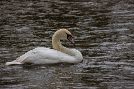 Photo for The mute swan Cygnus olor on the water of a small river. A beautiful white bird. - Royalty Free Image