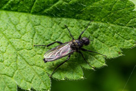 Foto de Bibio marci es una mosca de la familia Bibionidae llamada March flies and lovebugs. Las larvas de estos insectos viven en el suelo y las raíces dañadas de las plantas. - Imagen libre de derechos