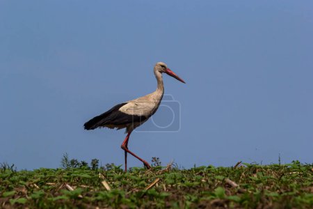 Téléchargez les photos : Cigogne blanche, Ciconia ciconia oiseau chasse sur les marais herbeux
. - en image libre de droit