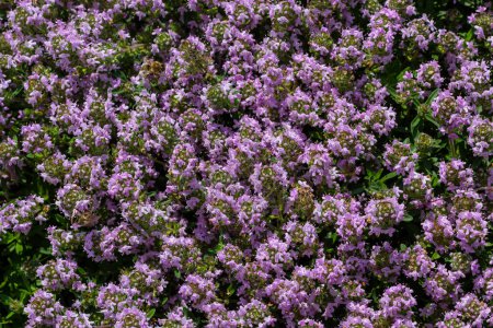 Blühend duftender Thymus serpyllum, Breckland wilder Thymian, Kriechthymian oder Elfenthymian Nahaufnahme, Makrofoto. Schöne Nahrungsmittel und Heilpflanzen auf dem Feld am sonnigen Tag.