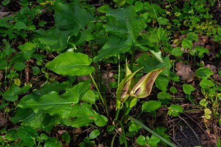 Photo for Cuckoopint or Arum maculatum arrow shaped leaf, woodland poisonous plant in family Araceae. arrow shaped leaves. Other names are nakeshead, adder's root, arum, wild arum, arum lily, lords-and-ladies. - Royalty Free Image